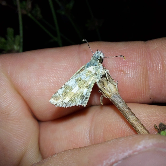 Pyrgus alveus - hegyi busalepke