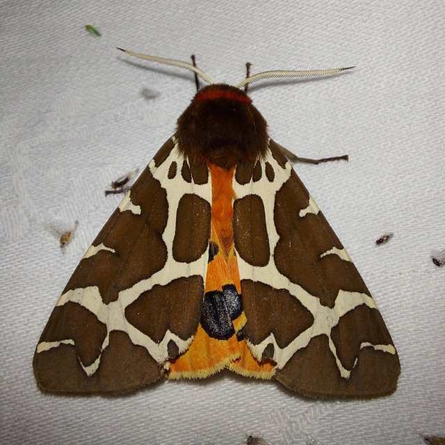 Arctia caja - közönséges medvelepke