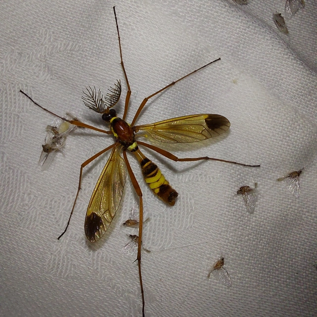 Ctenophora ornata - sárga fésűsszúnyog