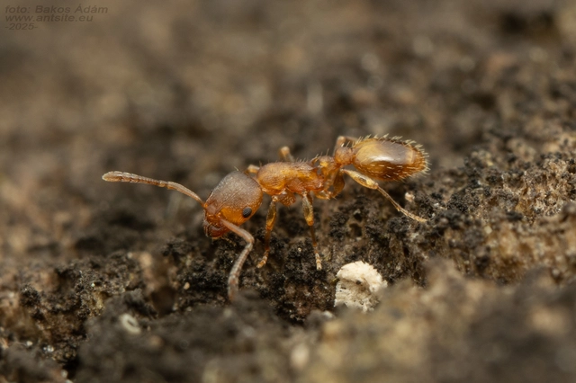 Temnothorax crassispinus - gubacslakó kéreghangya