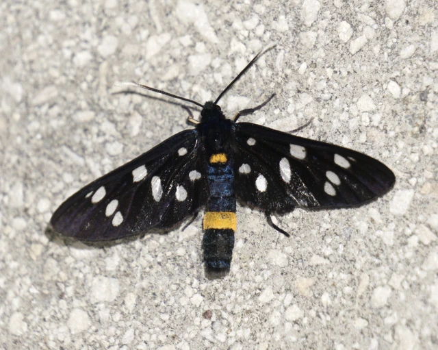 Amata phegea - fehérpettyes álcsüngőlepke