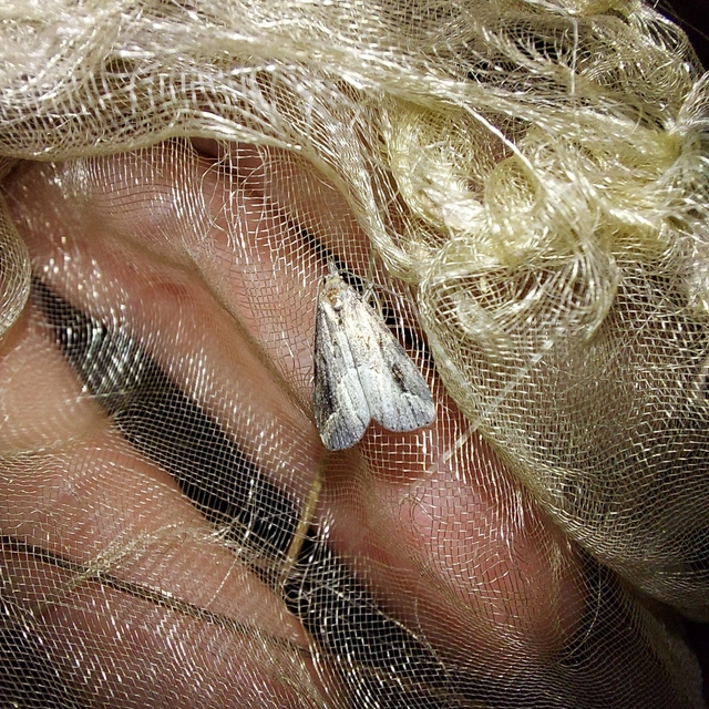 Schrankia costaestrigalis - keskenyszárnyú karcsúbagoly