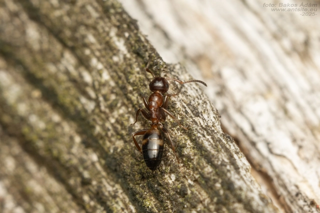 Colobopsis truncata - kapushangya