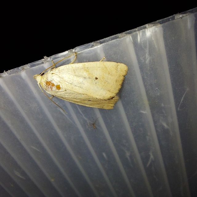 Cosmia trapezina - közönséges lombbagoly