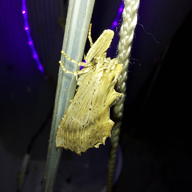 Pterostoma palpina - csőrös púposszövő