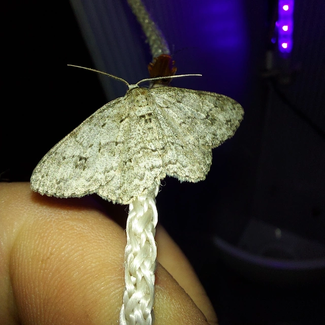Ectropis crepuscularia - avararaszoló