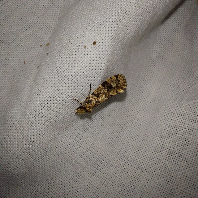 Morophaga choragella - közönséges óriásmoly