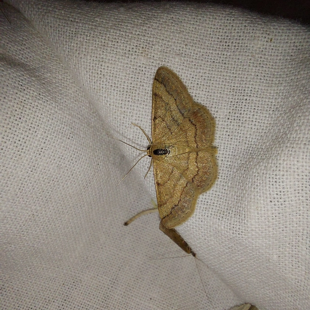 Scopula rubiginata - réti pirosaraszoló