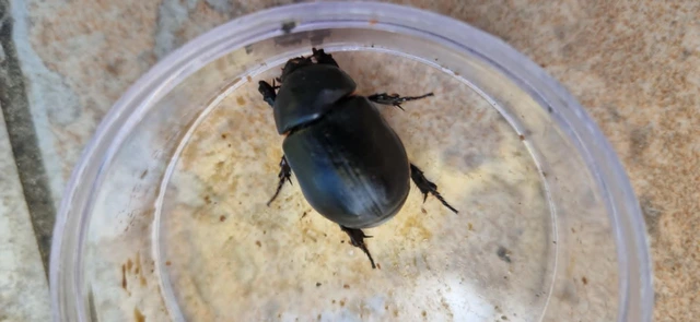 Pentodon idiota - butabogár