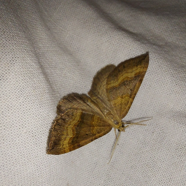 Scotopteryx chenopodiata - libatop-araszoló