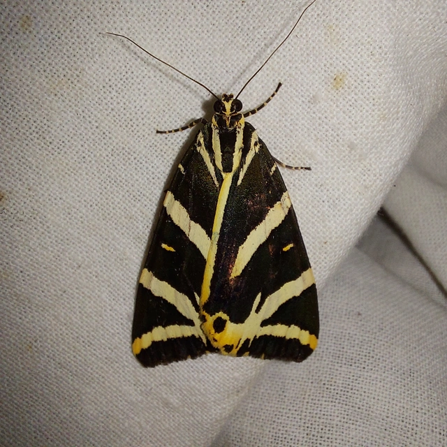 Euplagia quadripunctaria - csíkos medvelepke
