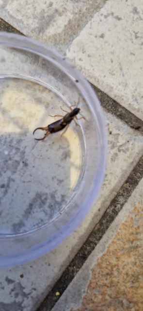 Forficula auricularia - közönséges fülbemászó