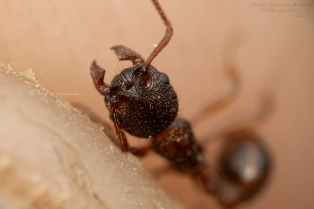 Myrmica schencki - kétszínű bütyköshangya