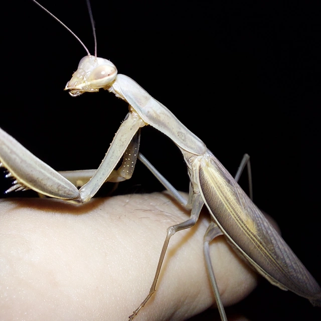 Mantis religiosa - imádkozósáska
