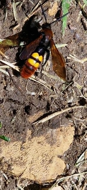 Megascolia maculata - óriás-tőrösdarázs
