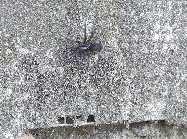 Amaurobius ferox - nagy eretnekpók