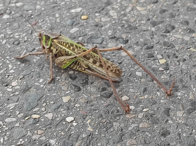 Decticus verrucivorus - szemölcsevő szöcske
