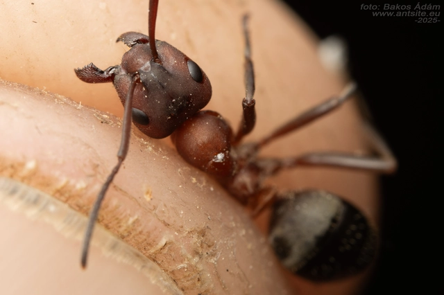 Formica sanguinea - vérvörös rablóhangya