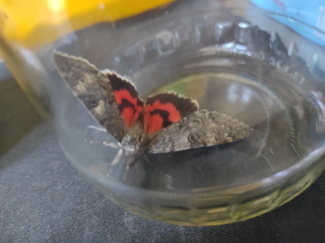 Catocala nupta - piros övesbagoly
