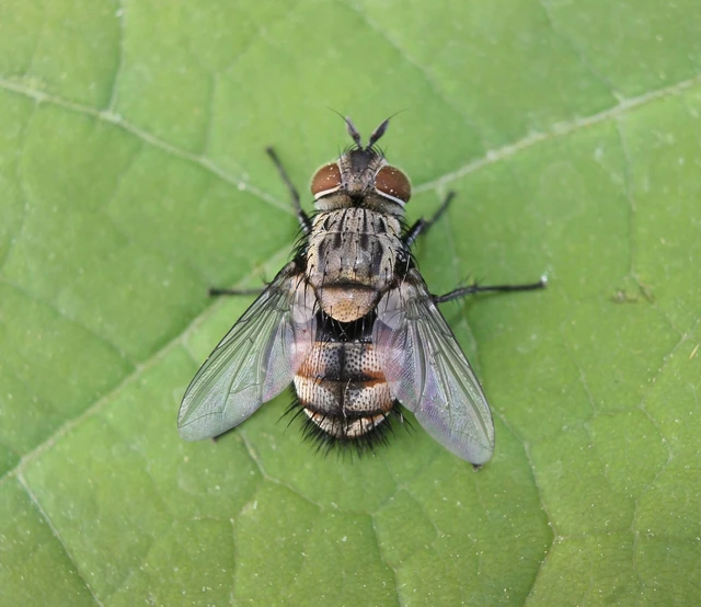 Diptera - Kétszárnyúak