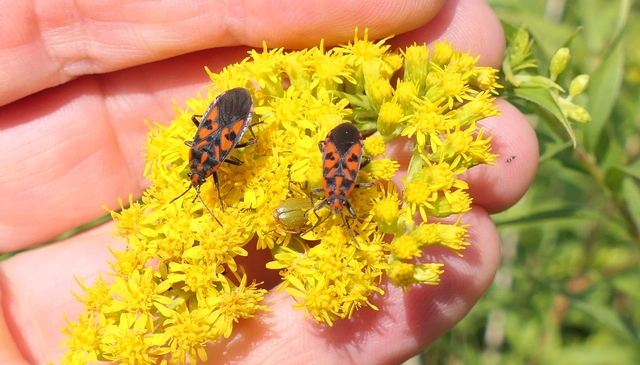 Spilostethus saxatilis - virágbodobács