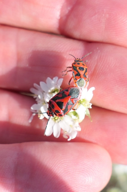 Eurydema ornata - díszespoloska Eurydema ornata - díszespoloska