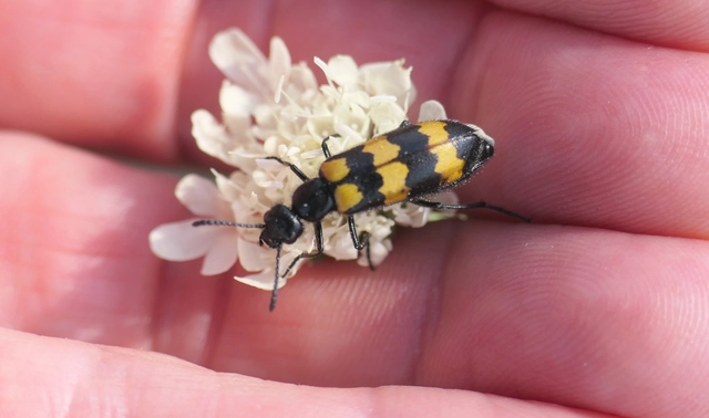 Mylabris variabilis - szalagos hólyaghúzó Mylabris variabilis - szalagos hólyaghúzó