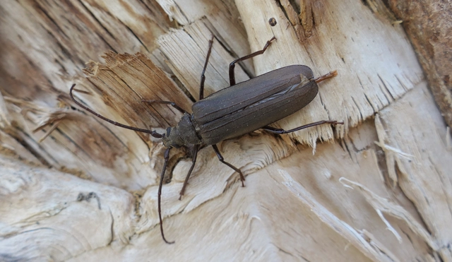 Aegosoma scabricorne - diófacincér