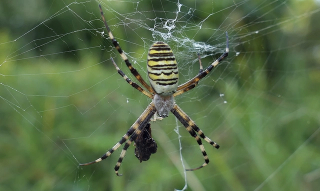 Argiope bruennichi - darázspók