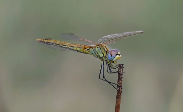 Sympetrum fonscolombii - vándor katona-szitakötő