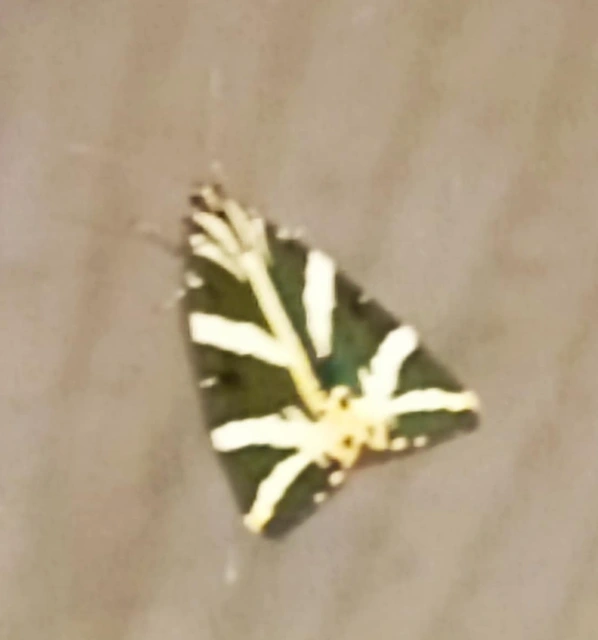 Euplagia quadripunctaria - csíkos medvelepke