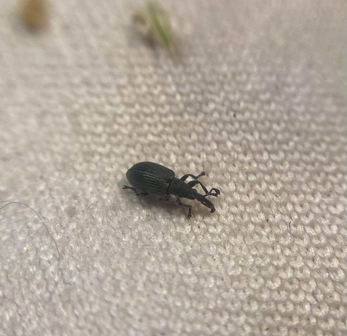 Ceratapion carduorum - bogáncs-cickányormányos