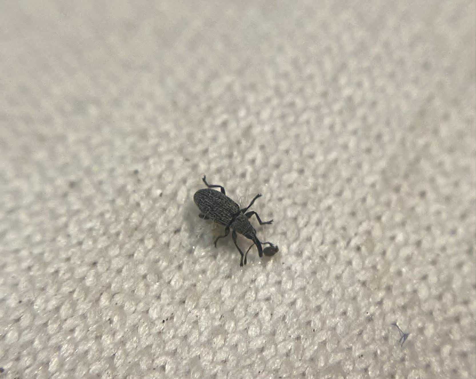 Squamapion elongatum - zsálya-cickányormányos