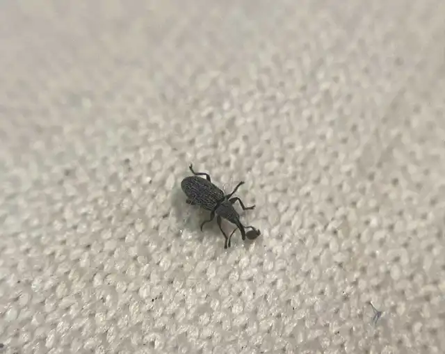 Squamapion elongatum - zsálya-cickányormányos