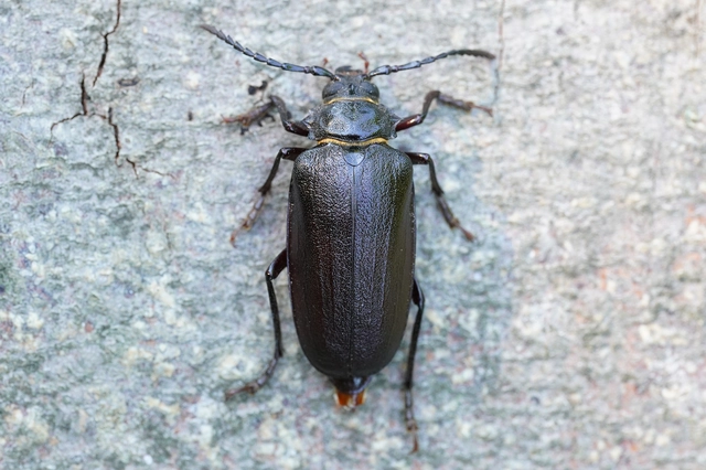 Prionus coriarius - csőszcincér