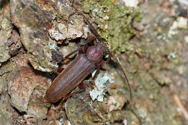 Arhopalus rusticus - gödrösnyakú cincér