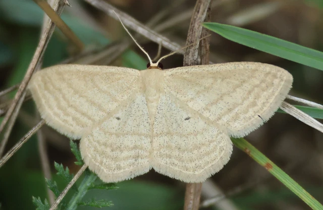 Scopula virgulata - vesszős sávosaraszoló