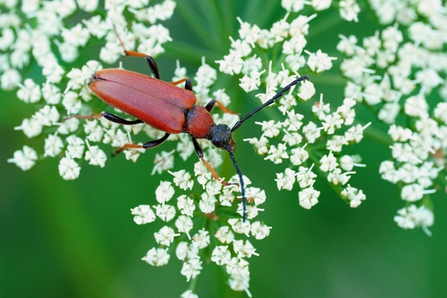Stictoleptura rubra - vörös virágcincér