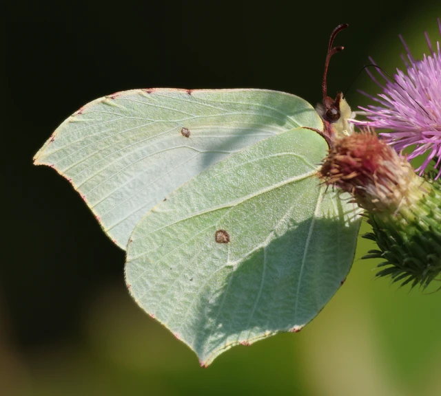 Gonepteryx rhamni - citromlepke