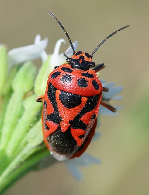 Eurydema ornata - díszespoloska Eurydema ornata - díszespoloska