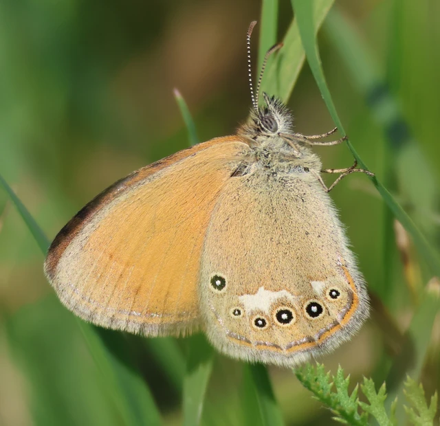 Coenonympha glycerion - közönséges szénalepke
