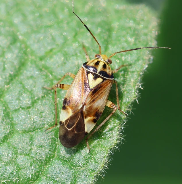 Lygus pratensis - változó mezeipoloska