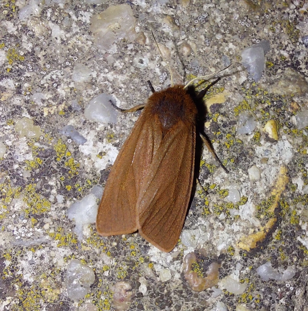 Phragmatobia fuliginosa - füstös medvelepke