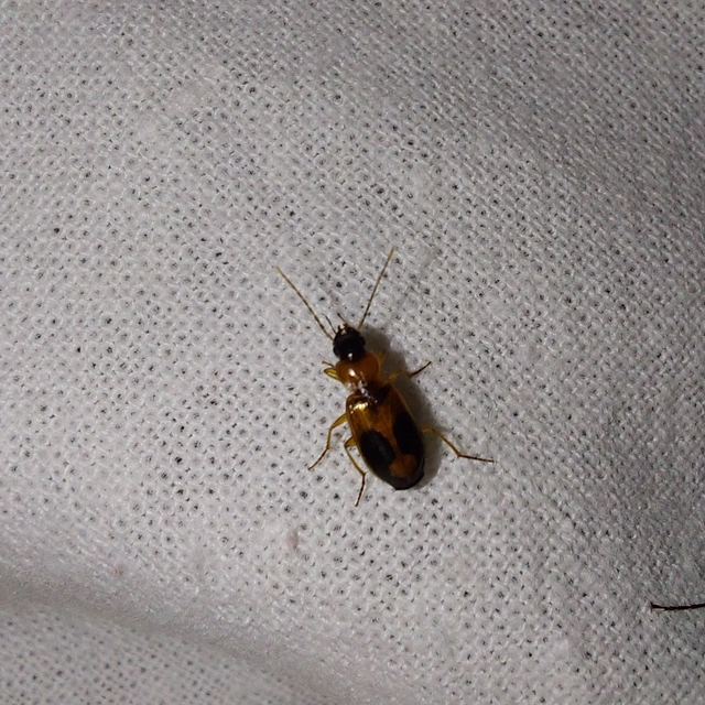 Badister meridionalis - közönséges posványfutonc