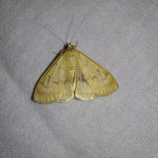 Ostrinia nubilalis - kukoricamoly