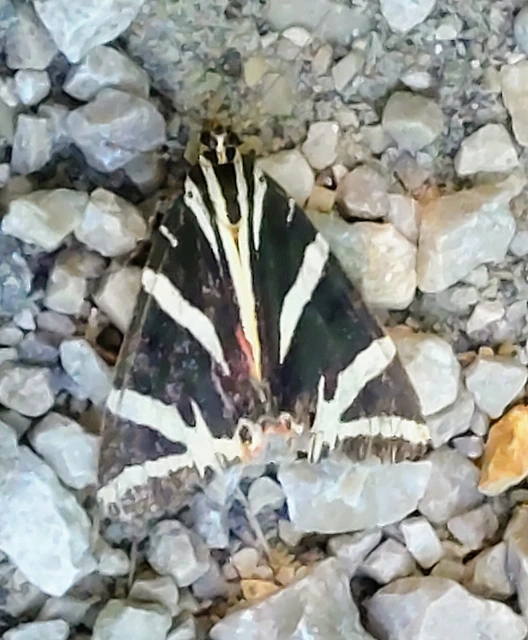 Euplagia quadripunctaria - csíkos medvelepke