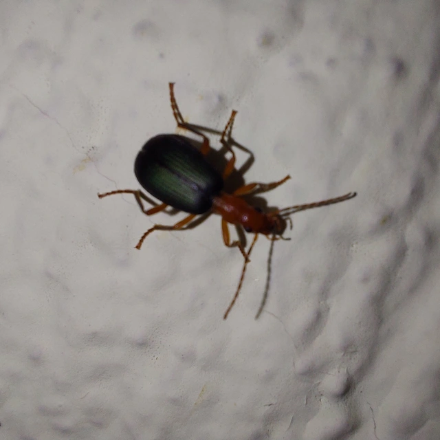 Brachinus crepitans - nagy pöfögőfutrinka
