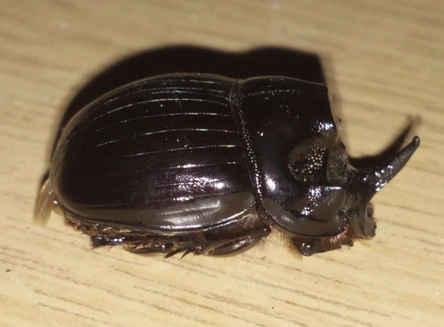 Copris lunaris - közönséges holdszarvú-ganéjtúró