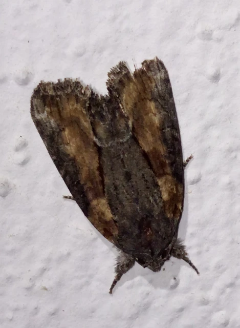 Bryophila raptricula/felina