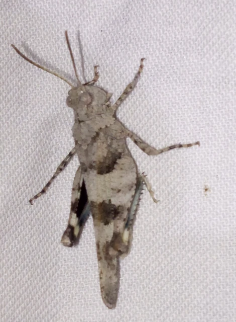 Oedipoda caerulescens - kékszárnyú sáska